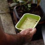 Como o Fenômeno El Niño Pode Elevar os Casos de Chikungunya e Dengue no Brasil