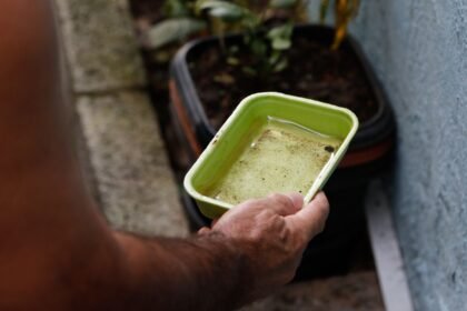Como o Fenômeno El Niño Pode Elevar os Casos de Chikungunya e Dengue no Brasil